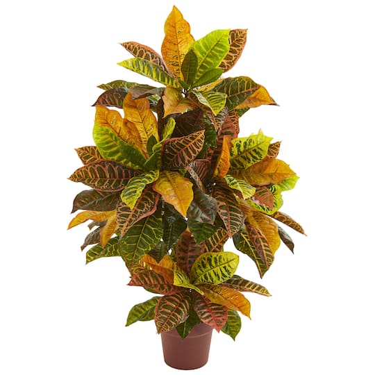 3ft. Potted Croton Plant